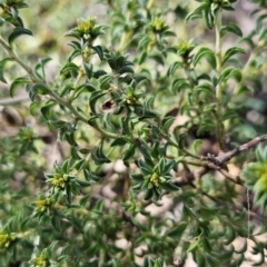 Pultenaea procumbens (Bush Pea) at Tuggeranong, ACT - 26 Aug 2023 by BethanyDunne