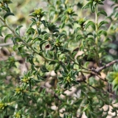 Pultenaea procumbens (Bush Pea) at Cooleman Ridge - 26 Aug 2023 by BethanyDunne
