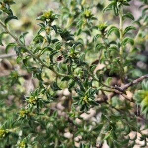 Pultenaea procumbens at Tuggeranong, ACT - 26 Aug 2023