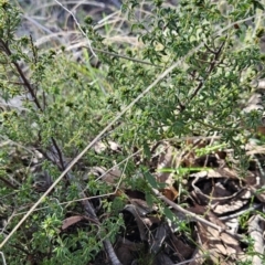 Pultenaea procumbens at Tuggeranong, ACT - 26 Aug 2023