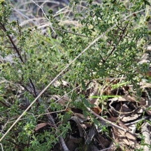 Pultenaea procumbens at Tuggeranong, ACT - 26 Aug 2023 02:37 PM