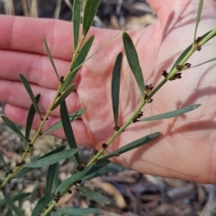 Daviesia mimosoides subsp. mimosoides at Tuggeranong, ACT - 26 Aug 2023 by BethanyDunne