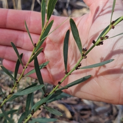 Daviesia mimosoides subsp. mimosoides at Tuggeranong, ACT - 26 Aug 2023 by BethanyDunne