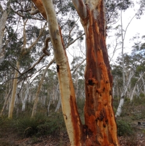 Eucalyptus rossii at Nadgigomar Nature Reserve - 7 Jun 2023