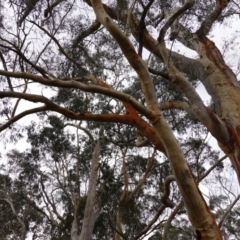 Eucalyptus rossii at Lower Borough, NSW - 7 Jun 2023