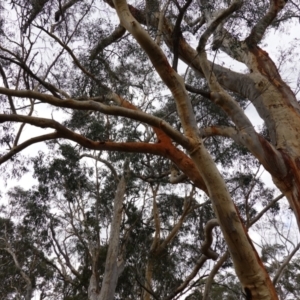 Eucalyptus rossii at Nadgigomar Nature Reserve - 7 Jun 2023