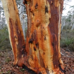 Eucalyptus rossii at Nadgigomar Nature Reserve - 7 Jun 2023