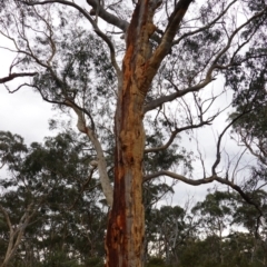 Eucalyptus rossii at Nadgigomar Nature Reserve - 7 Jun 2023