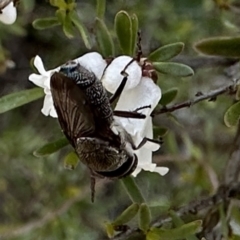 Stomorhina sp. (genus) (Snout fly) at Campbell, ACT - 17 Aug 2023 by Pirom