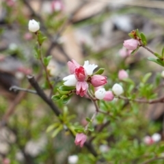 Cryptandra sp. Floriferous (W.R.Barker 4131) W.R.Barker at Lower Borough, NSW - 7 Jun 2023 by RobG1