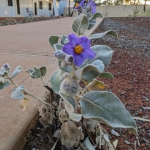 Solanum lasiophyllum at Leinster, WA - 26 Aug 2023