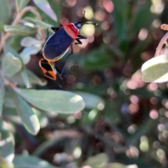 Dindymus versicolor (Harlequin Bug) at Braddon, ACT - 26 Aug 2023 by Rosie
