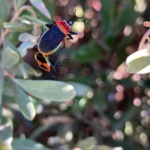 Dindymus versicolor at Braddon, ACT - 26 Aug 2023