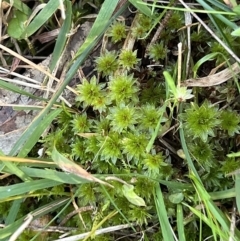 Grimmia sp. at Higgins Woodland - 26 Aug 2023 by Untidy