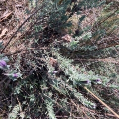 Lavandula stoechas (Spanish Lavender or Topped Lavender) at Lyneham Ridge - 26 Aug 2023 by Rosie