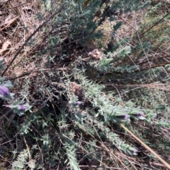 Lavandula stoechas (Spanish Lavender or Topped Lavender) at Lyneham, ACT - 26 Aug 2023 by Rosie