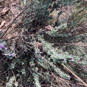 Lavandula stoechas at Lyneham, ACT - 26 Aug 2023 02:02 PM