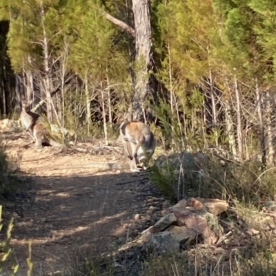 Notamacropus rufogriseus (Red-necked Wallaby) at Strathnairn, ACT - 23 Aug 2023 by Rosie