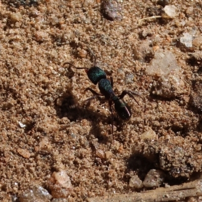 Rhytidoponera metallica (Greenhead ant) at Glenroy, NSW - 26 Aug 2023 by KylieWaldon