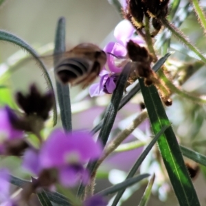 Apiformes (informal group) at Glenroy, NSW - 26 Aug 2023 12:07 PM