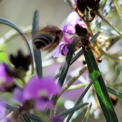Unidentified Bee (Hymenoptera, Apiformes) at Glenroy, NSW - 26 Aug 2023 by KylieWaldon