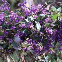 Hardenbergia violacea (False Sarsaparilla) at Nail Can Hill - 26 Aug 2023 by KylieWaldon