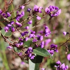 Hardenbergia violacea at Glenroy, NSW - 26 Aug 2023