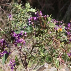 Hardenbergia violacea at Glenroy, NSW - 26 Aug 2023 11:43 AM