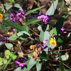 Hardenbergia violacea at Glenroy, NSW - 26 Aug 2023