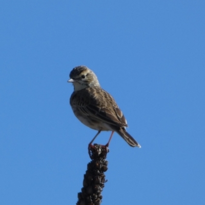 Anthus australis (Australian Pipit) at Whitlam, ACT - 20 Aug 2023 by SteveBorkowskis