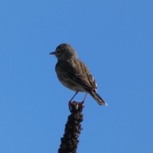 Anthus australis at Whitlam, ACT - 20 Aug 2023