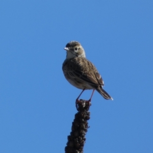 Anthus australis at Whitlam, ACT - 20 Aug 2023