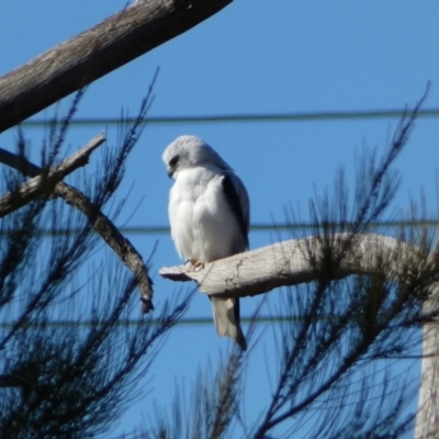 Elanus axillaris (Black-shouldered Kite) at Whitlam, ACT - 20 Aug 2023 by SteveBorkowskis