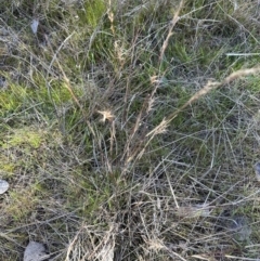 Aristida ramosa (Purple Wire Grass) at Cook, ACT - 26 Aug 2023 by lbradley