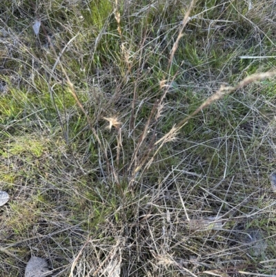 Aristida ramosa (Purple Wire Grass) at Belconnen, ACT - 26 Aug 2023 by lbradley