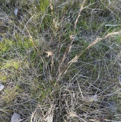 Aristida ramosa (Purple Wire Grass) at Aranda Bushland - 26 Aug 2023 by lbradley