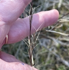 Aristida ramosa at Belconnen, ACT - 26 Aug 2023