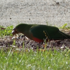 Alisterus scapularis (Australian King-Parrot) at Jerrabomberra, NSW - 19 Aug 2023 by Steve_Bok