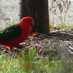 Alisterus scapularis at Jerrabomberra, NSW - suppressed