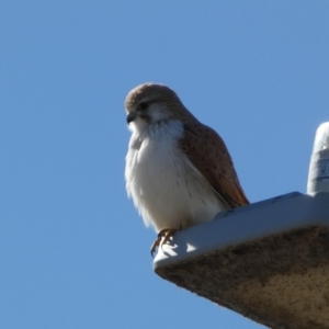 Falco cenchroides at Whitlam, ACT - 20 Aug 2023