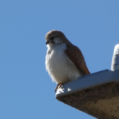 Falco cenchroides (Nankeen Kestrel) at Whitlam, ACT - 20 Aug 2023 by SteveBorkowskis