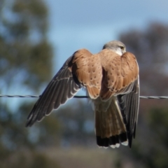 Falco cenchroides (Nankeen Kestrel) at Whitlam, ACT - 20 Aug 2023 by SteveBorkowskis