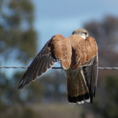 Falco cenchroides (Nankeen Kestrel) at Whitlam, ACT - 20 Aug 2023 by Steve_Bok