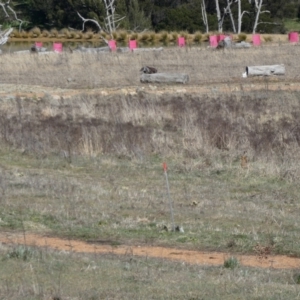 Lepus capensis at Whitlam, ACT - 20 Aug 2023