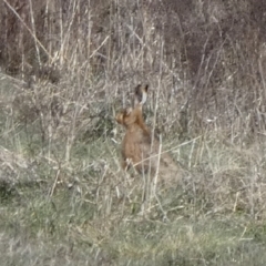 Lepus capensis at Whitlam, ACT - 20 Aug 2023