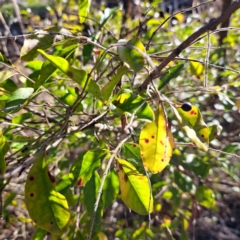 Ligustrum sinense (Narrow-leaf Privet, Chinese Privet) at Mount Majura - 26 Aug 2023 by abread111