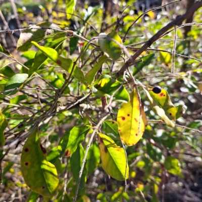 Ligustrum sinense (Narrow-leaf Privet, Chinese Privet) at Mount Majura - 26 Aug 2023 by abread111