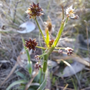 Luzula meridionalis at Majura, ACT - 26 Aug 2023