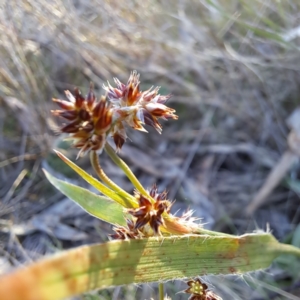 Luzula meridionalis at Majura, ACT - 26 Aug 2023