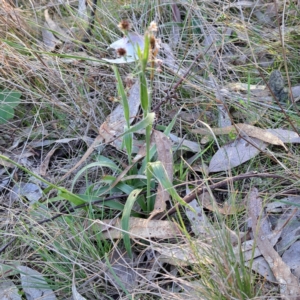 Luzula meridionalis at Majura, ACT - 26 Aug 2023